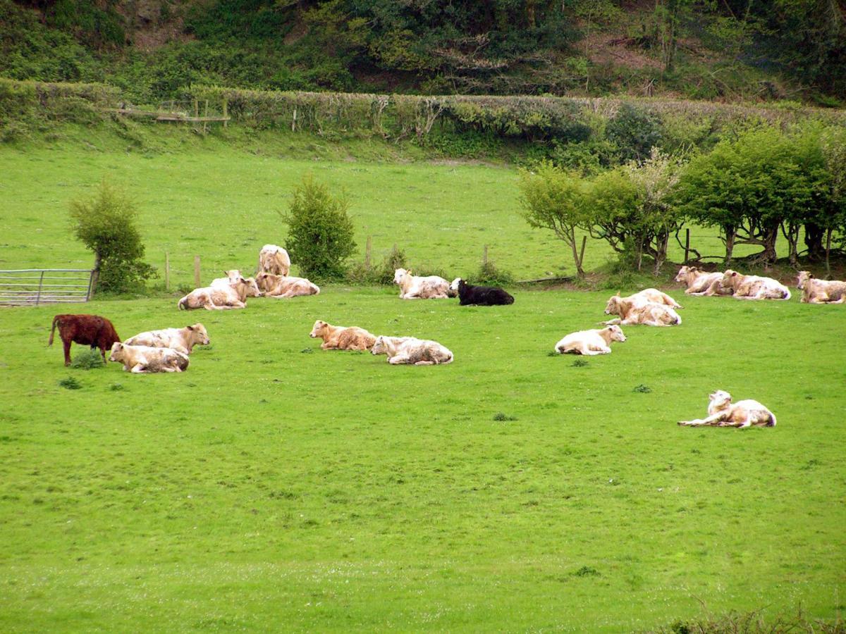 Erw-Lon Farm Acomodação com café da manhã Pontfaen Exterior foto